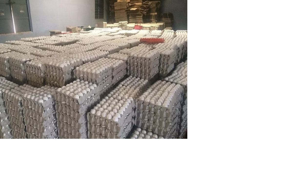 Oeuf vente en Gros - 30 Unit